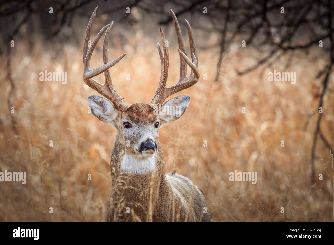 Cerf de Virginie (Odocoileus virginianus), buck, dans une forêt hivernale d'Oklahoma City Banque D'Images