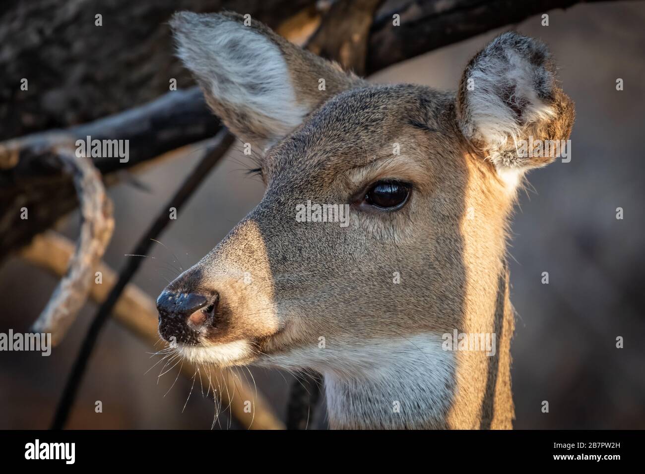 Cerf de Virginie (Odocoileus virginianus), doe, dans une forêt hivernale d'Oklahoma City Banque D'Images
