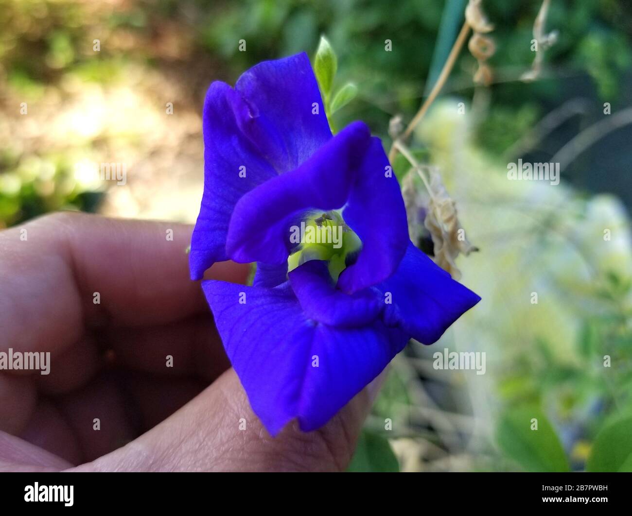 Une fleur de pigeonwings asiatiques bleu, également connue sous le nom de pois papillon Banque D'Images