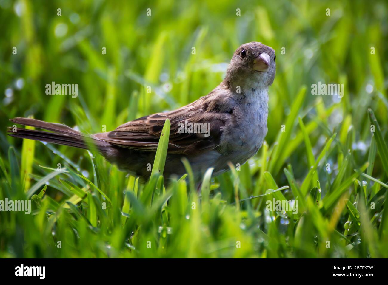 Gros plan de la maison féminine finch dans l'herbe regardant la caméra de faible angle de vue à Hawaï. Banque D'Images