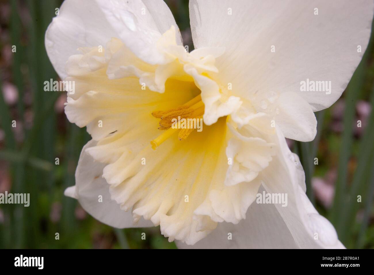 Macro photographie de la fleur de jonquille blanche. Banque D'Images