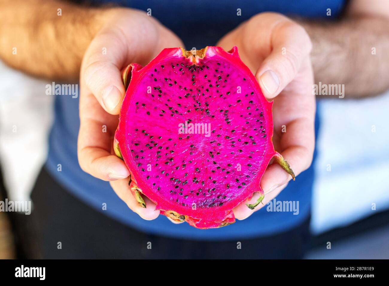 Le fruit du dragon pitahaya dans les mains des hommes. Plusieurs fruits rouges de dragon fruits tropicaux rouge pitahaya. Banque D'Images