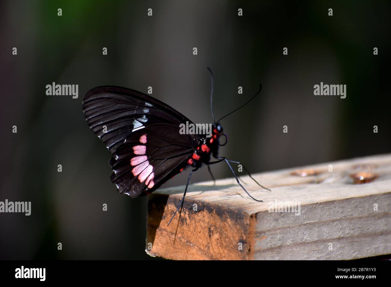 Cattleheart (Parides Eurimedes) papillon dans un conservatoire de papillons, Costa Rica Banque D'Images