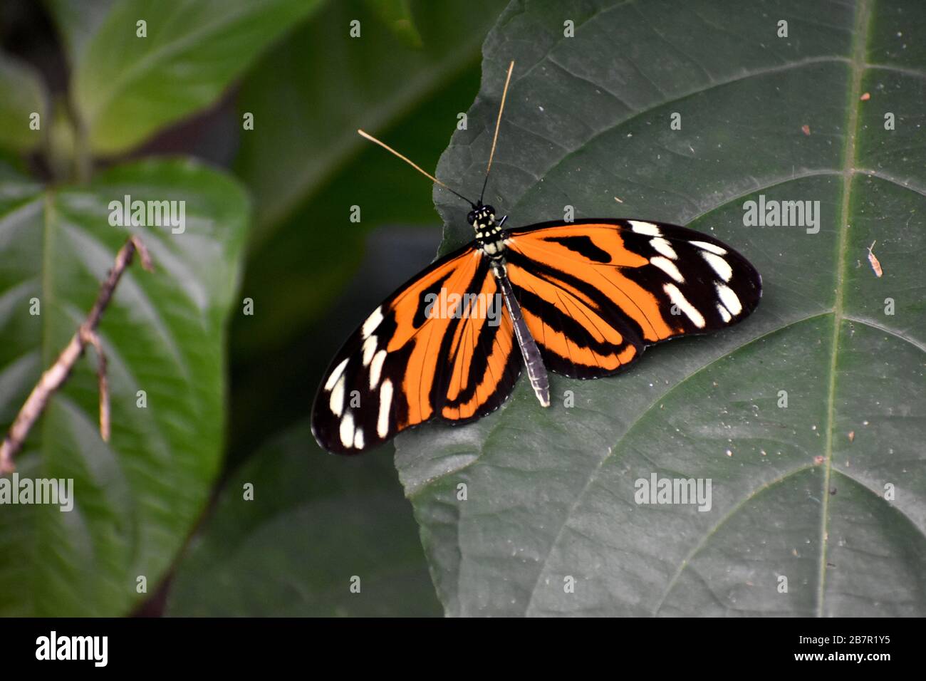 Tigre d'Ismaenius papillon dans une véranda de papillon, Costa Rica Banque D'Images