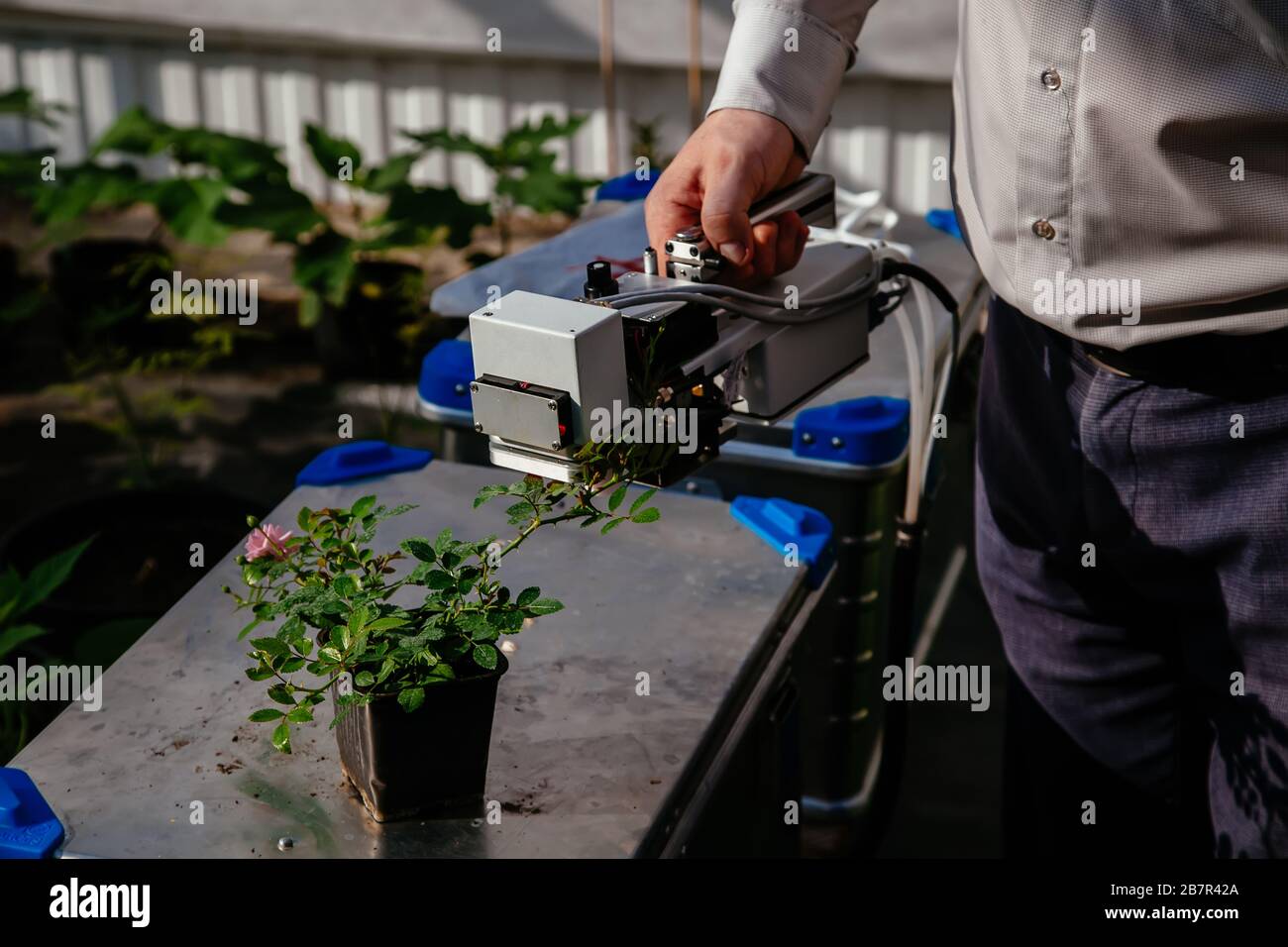 Le scientifique mesure la photosynthèse végétale de la jeune rose Banque D'Images