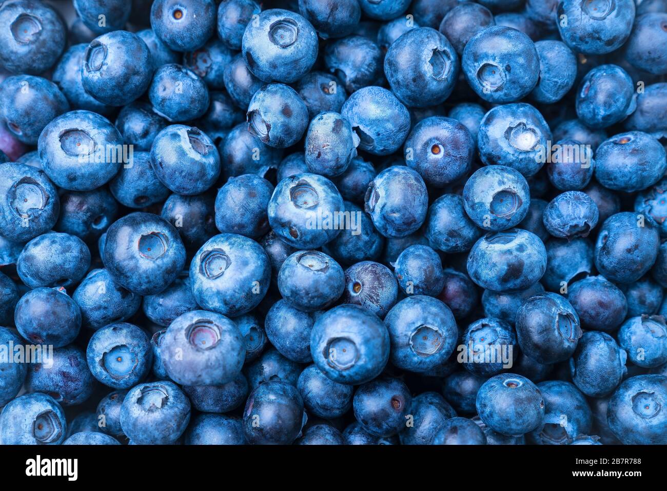 Beaucoup de baies bleues fraîches comme arrière-plan Banque D'Images