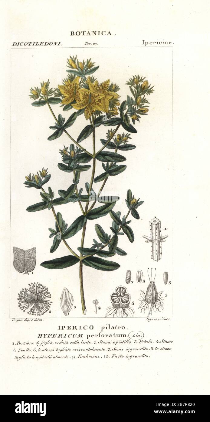 Perforer St John's-wort, Hypericum perforatum. Gravure à la main de la copie en papier du Dizionario delle Scienze Naturali de Jussieu, Dictionnaire des sciences naturelles, Florence, Italie, 1837. Illustration gravée par Cignozzi, dessinée et dirigée par Pierre Jean-François Turpin, et publiée par Batelli e Figli. Turpin (1775-1840) est considéré comme l'un des plus grands illustrateurs botaniques français du XIXe siècle. Banque D'Images