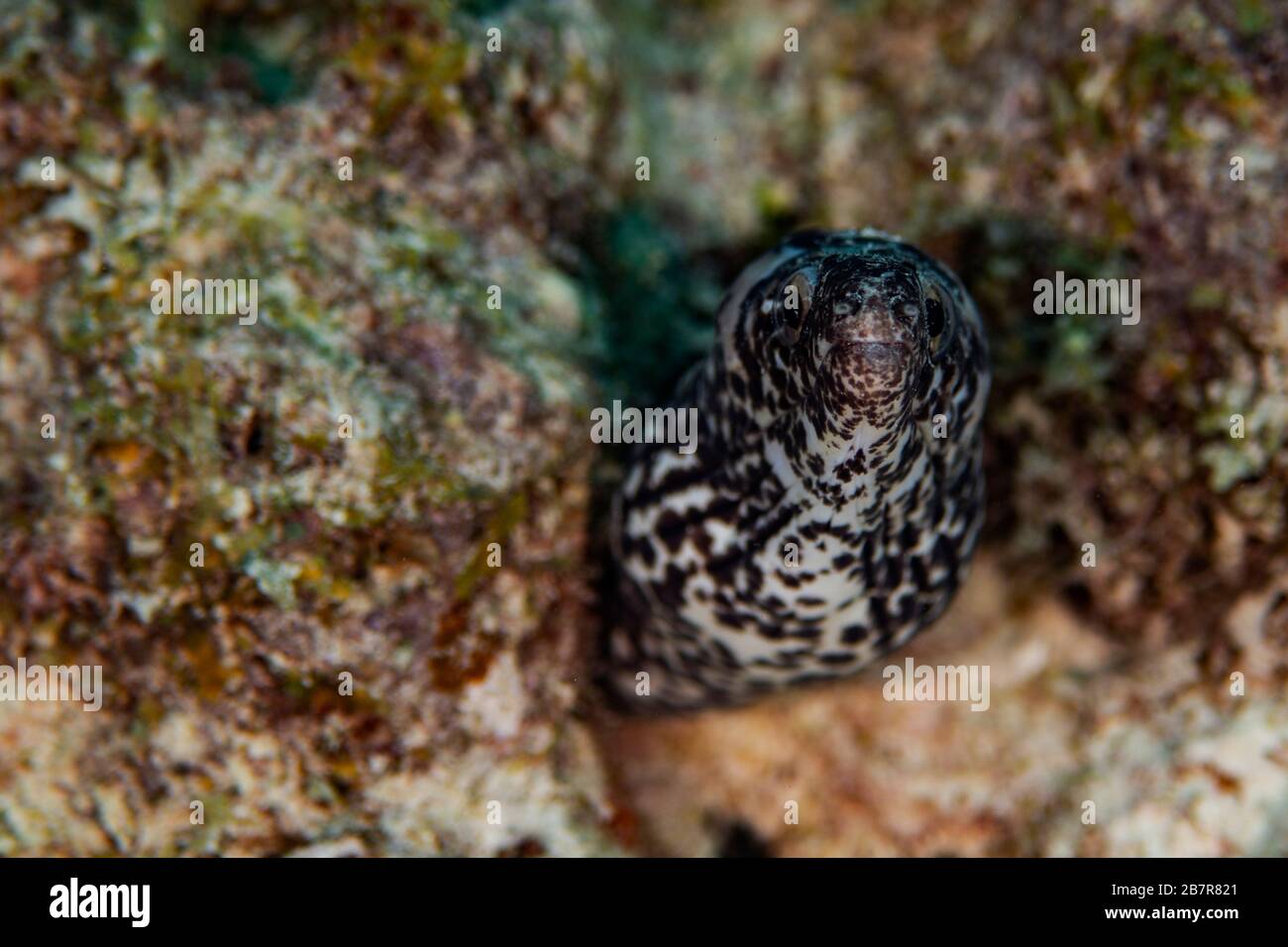 Une anguille moray tachetée s'épluche de son endroit caché sur le récif de Bonaire, aux Pays-Bas. Banque D'Images