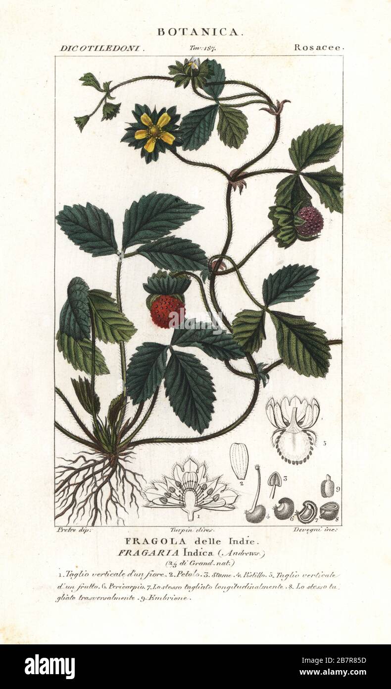 Fraise 2 en 1, Potentilla indica. Gravure à la main de la copie en papier du Dizionario delle Scienze Naturali de Jussieu, Dictionnaire des sciences naturelles, Florence, Italie, 1837. Illustration gravée par Devegni, dessinée par Jean Gabriel Pretre et dirigée par Pierre Jean-François Turpin, et publiée par Batelli e Figli. Turpin (1775-1840) est considéré comme l'un des plus grands illustrateurs botaniques français du XIXe siècle. Banque D'Images