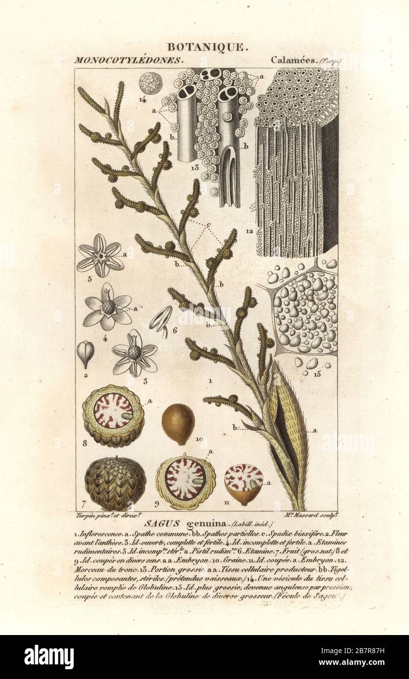 Véritable palmier sagu sagu, Metroxylon. Gravure en copperplate aux couleurs vives du Dizionario delle Scienze Naturali d'Antoine Laurent de Jussieu, Dictionnaire des sciences naturelles, Florence, Italie, 1837. Illustration gravée par Madame Massard, dessinée et dirigée par Pierre Jean-François Turpin, et publiée par Batelli e Figli. Turpin (1775-1840) est considéré comme l'un des plus grands illustrateurs botaniques français du XIXe siècle. Banque D'Images