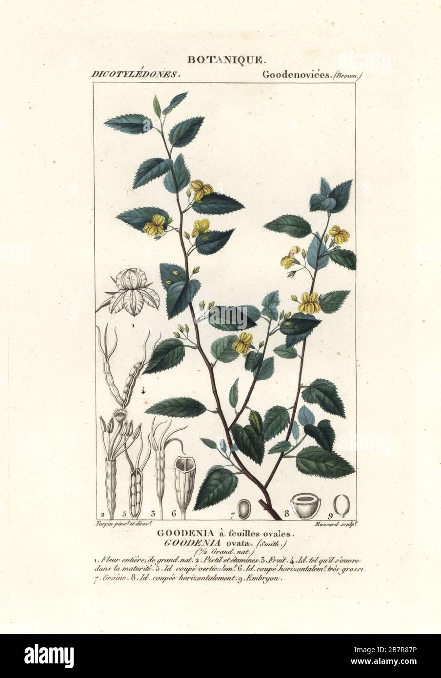 Hop goodenia, Goodenia ovata, Goodenia a féuilles ovales, originaire d'Australie. Gravure en copperplate aux couleurs vives du Dizionario delle Scienze Naturali d'Antoine Laurent de Jussieu, Dictionnaire des sciences naturelles, Florence, Italie, 1837. Illustration gravée par Massard, dessinée et dirigée par Pierre Jean-François Turpin, et publiée par Batelli e Figli. Turpin (1775-1840) est considéré comme l'un des plus grands illustrateurs botaniques français du XIXe siècle. Banque D'Images