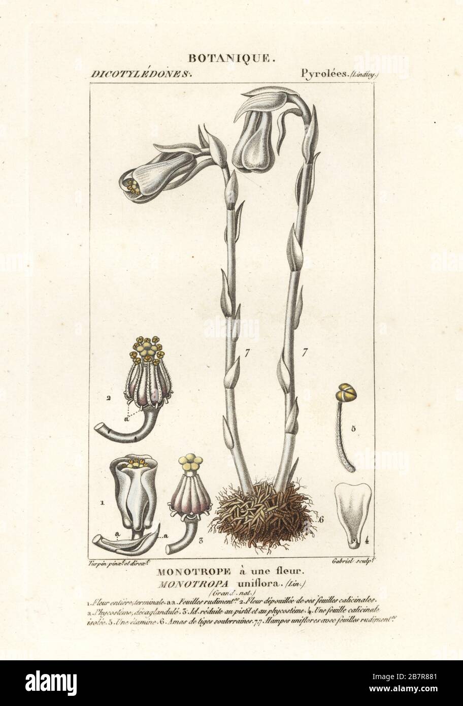 Plante fantôme ou tuyau indien, Monotropa uniflora. Monotrope une fleur.  Gravure en copperplate aux couleurs vives du Dizionario delle Scienze  Naturali d'Antoine Laurent de Jussieu, Dictionnaire des sciences  naturelles, Florence, Italie, 1837.