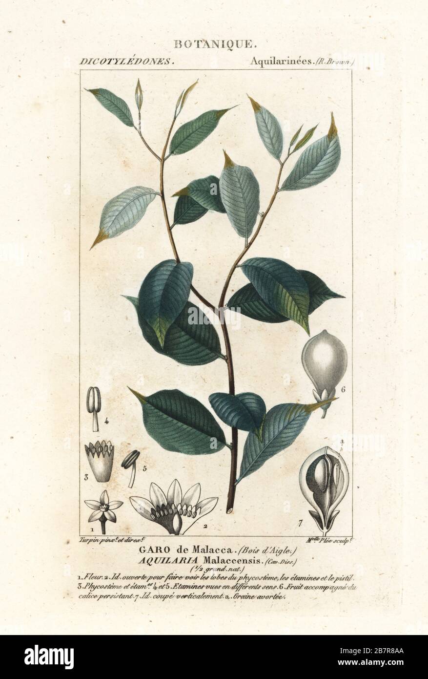 Agarwood, Aqualaria malaccensis, Garo de Malaca. En danger critique. Gravure en copperplate aux couleurs vives du Dizionario delle Scienze Naturali d'Antoine Laurent de Jussieu, Dictionnaire des sciences naturelles, Florence, Italie, 1837. Illustration gravée par Mlle. Plee, dessiné et réalisé par Pierre Jean-François Turpin, et publié par Batelli e Figli. Turpin (1775-1840) est considéré comme l'un des plus grands illustrateurs botaniques français du XIXe siècle. Banque D'Images