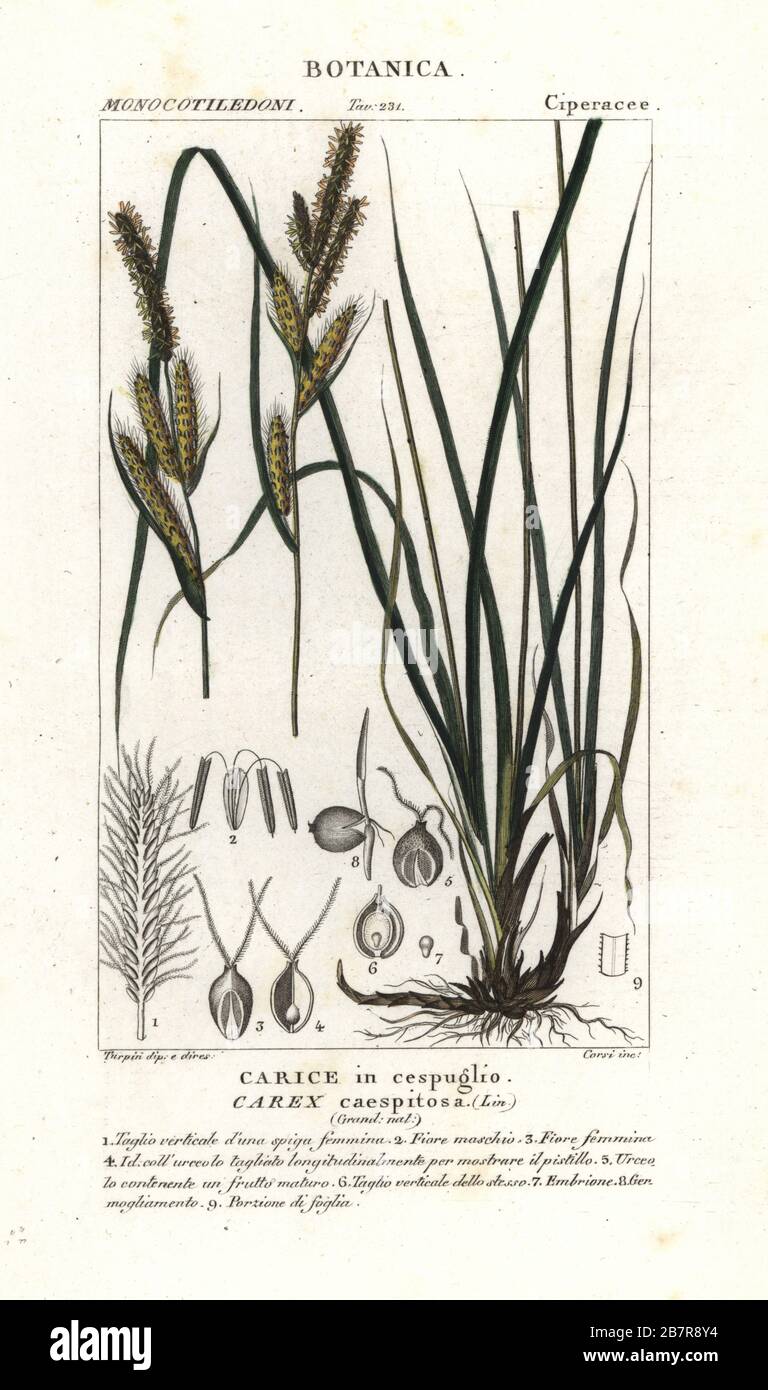 Herbe de sédge, Carex caespitosa, Carice dans cespuglio. Gravure en copperplate aux couleurs vives du Dizionario delle Scienze Naturali d'Antoine Laurent de Jussieu, Dictionnaire des sciences naturelles, Florence, Italie, 1837. Illustration gravée par Corsi, dessinée et dirigée par Pierre Jean-François Turpin, et publiée par Batelli e Figli. Turpin (1775-1840) est considéré comme l'un des plus grands illustrateurs botaniques français du XIXe siècle. Banque D'Images