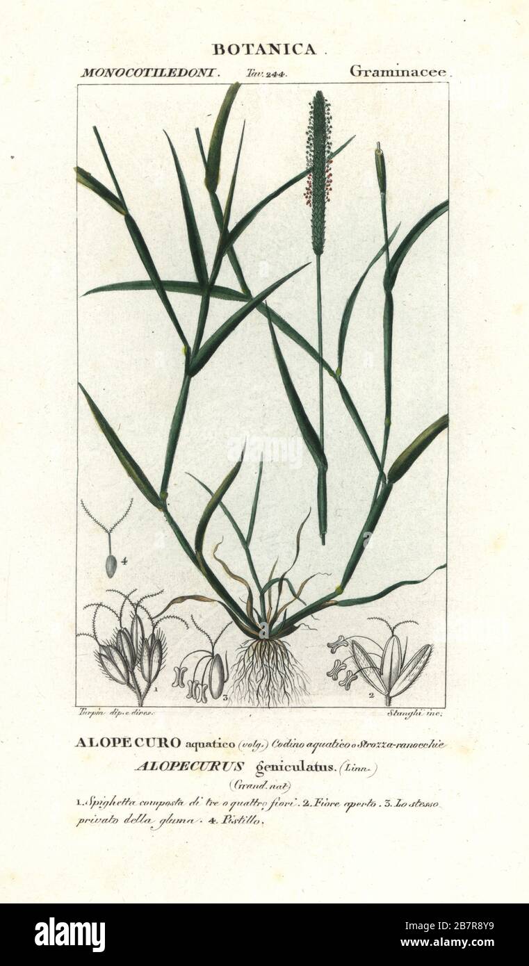 Queues d'eau, Alopecurus geniculatus, Alopecuro aquatico. Gravure en copperplate aux couleurs vives du Dizionario delle Scienze Naturali d'Antoine Laurent de Jussieu, Dictionnaire des sciences naturelles, Florence, Italie, 1837. Illustration gravée par Stanghi, dessinée et dirigée par Pierre Jean-François Turpin, et publiée par Batelli e Figli. Turpin (1775-1840) est considéré comme l'un des plus grands illustrateurs botaniques français du XIXe siècle. Banque D'Images