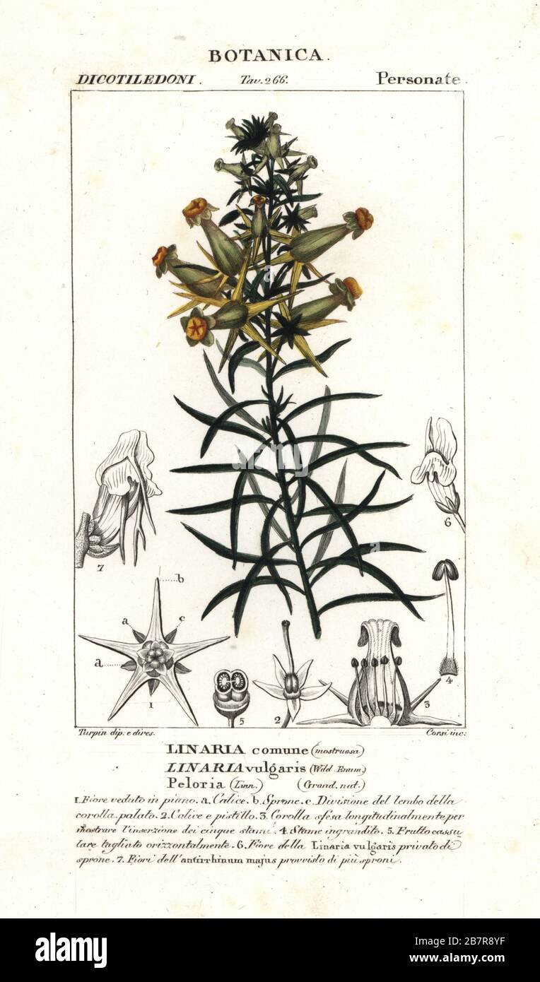 Toadlin commun ou toadlin jaune, Linaria vulgaris, Linaria comune. Gravure en copperplate aux couleurs vives du Dizionario delle Scienze Naturali d'Antoine Laurent de Jussieu, Dictionnaire des sciences naturelles, Florence, Italie, 1837. Illustration gravée par Corsi, dessinée et dirigée par Pierre Jean-François Turpin, et publiée par Batelli e Figli. Turpin (1775-1840) est considéré comme l'un des plus grands illustrateurs botaniques français du XIXe siècle. Banque D'Images