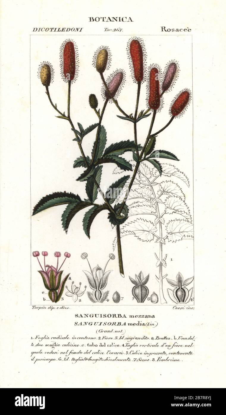 Grand burnett, Sanguisorba officinalis (Sanguisorba media, Sanguisorba mezzana). Gravure en copperplate aux couleurs vives du Dizionario delle Scienze Naturali d'Antoine Laurent de Jussieu, Dictionnaire des sciences naturelles, Florence, Italie, 1837. Illustration gravée par Corsi, dessinée et dirigée par Pierre Jean-François Turpin, et publiée par Batelli e Figli. Turpin (1775-1840) est considéré comme l'un des plus grands illustrateurs botaniques français du XIXe siècle. Banque D'Images