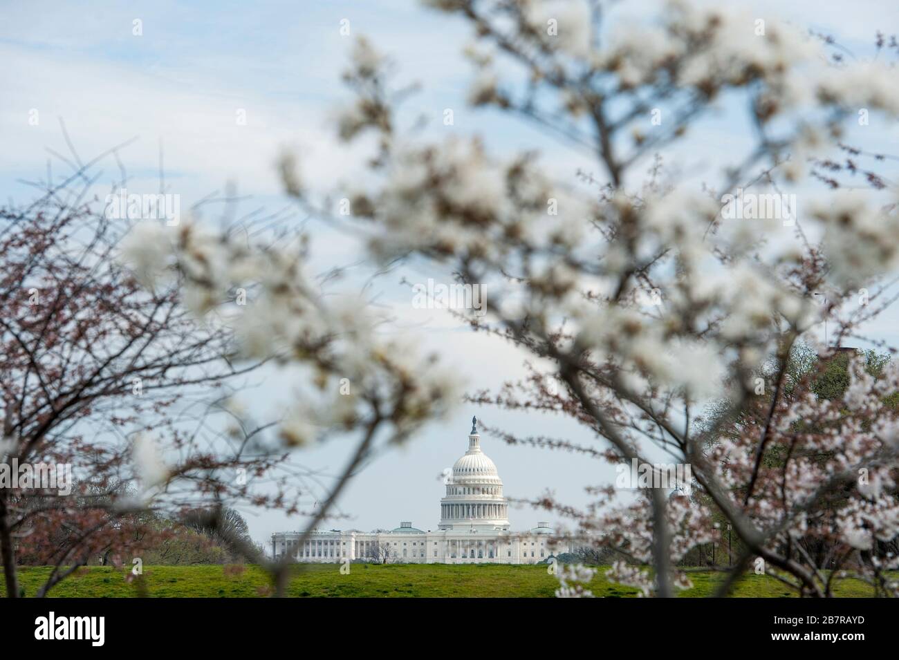 Le Capitole américain est vu à distance, encadré par des cerisiers en fleurs, alors que les États-Unis traitent de la pandémie COVID-19 à Washington, DC, le mardi 17 mars 2020. Crédit : Rod Lamkey/CNP /MediaPunch Banque D'Images