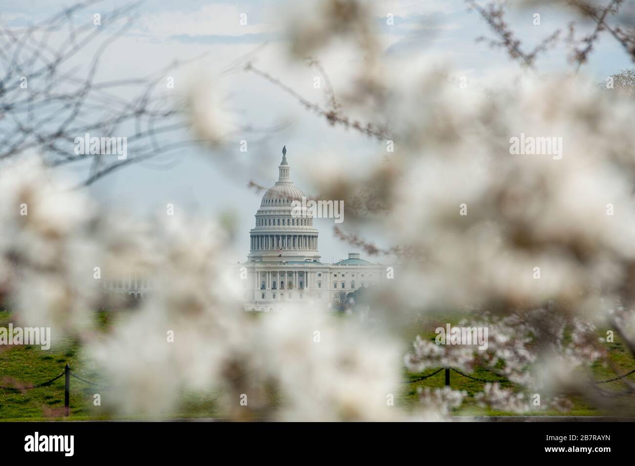 Le Capitole américain est vu à distance, encadré par des cerisiers en fleurs, alors que les États-Unis traitent de la pandémie COVID-19 à Washington, DC, le mardi 17 mars 2020. Crédit : Rod Lamkey/CNP /MediaPunch Banque D'Images