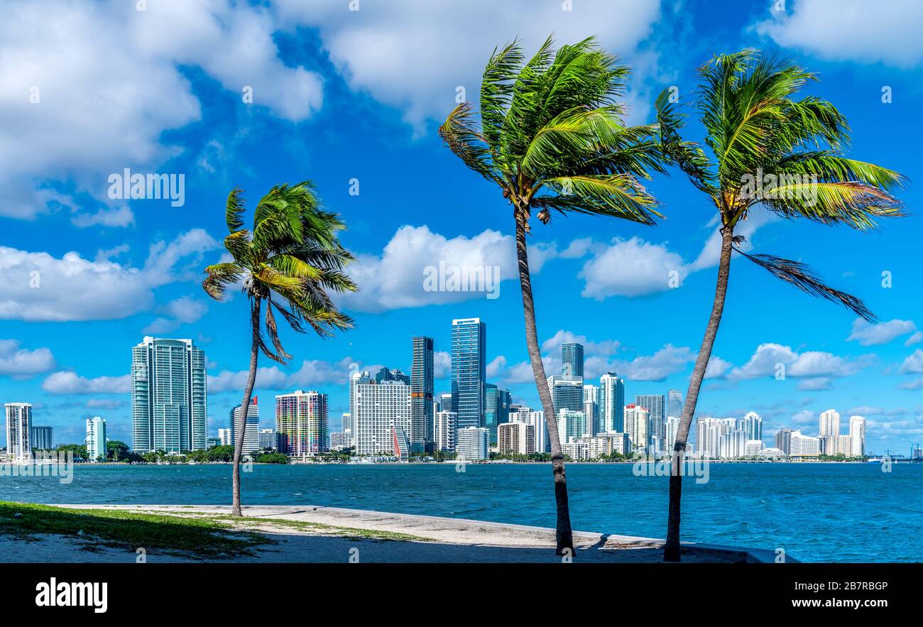 Horizon de Miami avec palmiers Banque D'Images