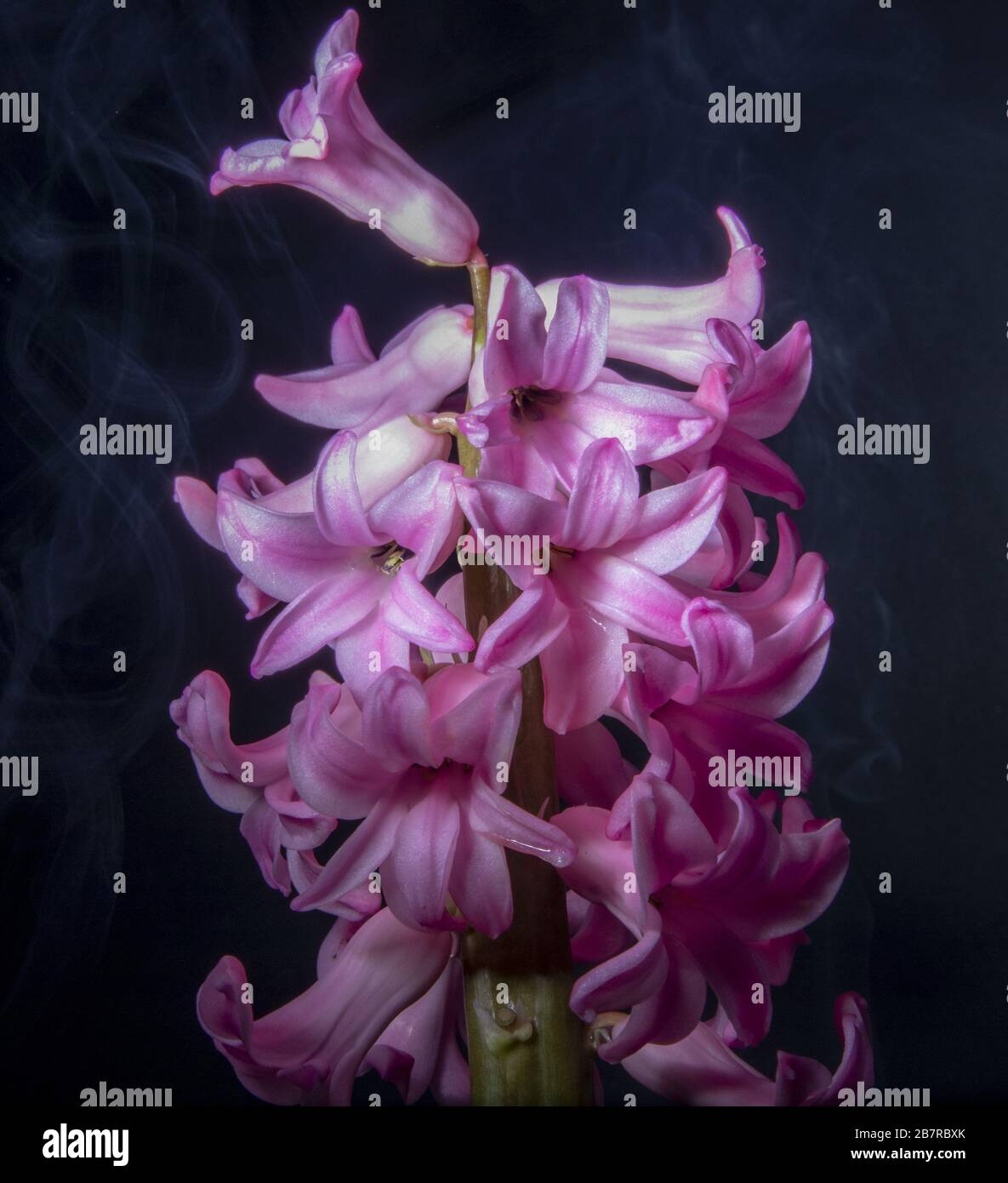 Cliché abstrait d'un bouquet de fleurs de jacinthe en perles roses sur fond noir avec fumée blanche Banque D'Images