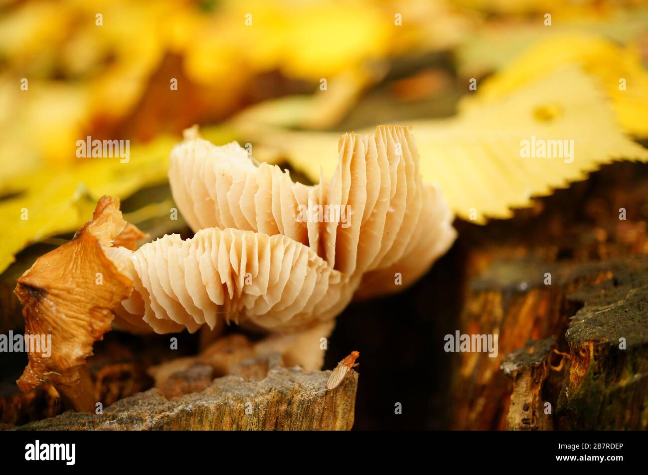 Champignons poussant sur le sol de la forêt pendant l'automne Banque D'Images
