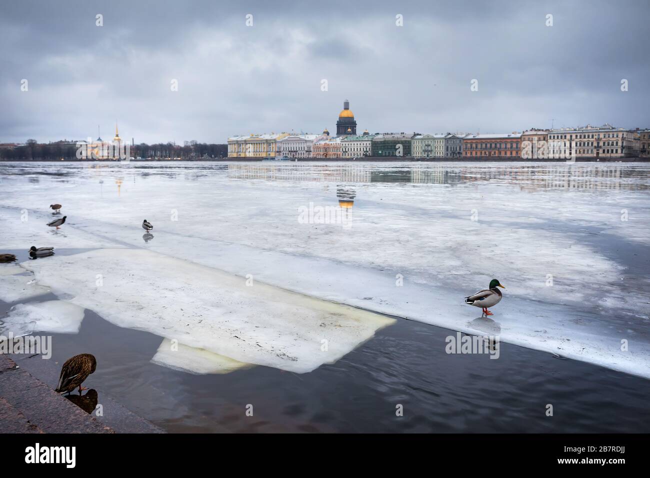 La rivière Neva gelée avec des canards et de la cathédrale Saint-Isaac sur l'autre face en hiver, Saint-Pétersbourg, Russie Banque D'Images