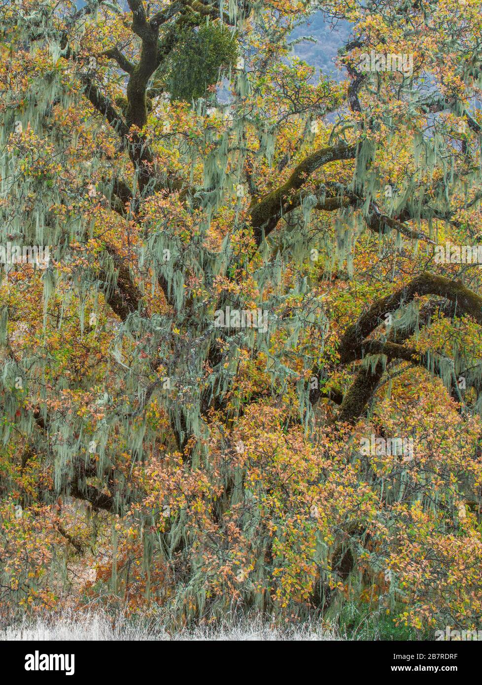 Valley Oaks, Quercus lobata, Acorn Ranch, Yorkville, Mendocino County, Californie Banque D'Images