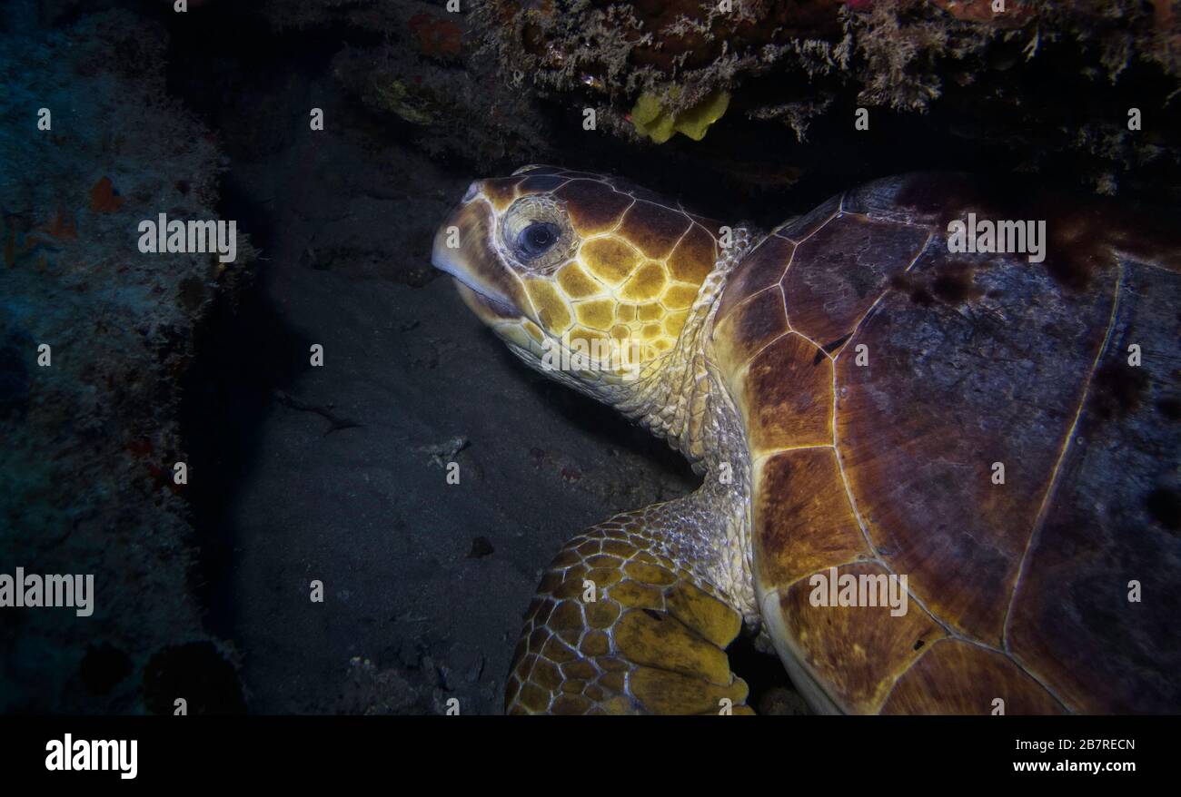 Vue de profil d'une tortue de mer de Loggerhead (Caretta caretta), Jupiter, Floride, États-Unis, Océan Atlantique, couleur Banque D'Images