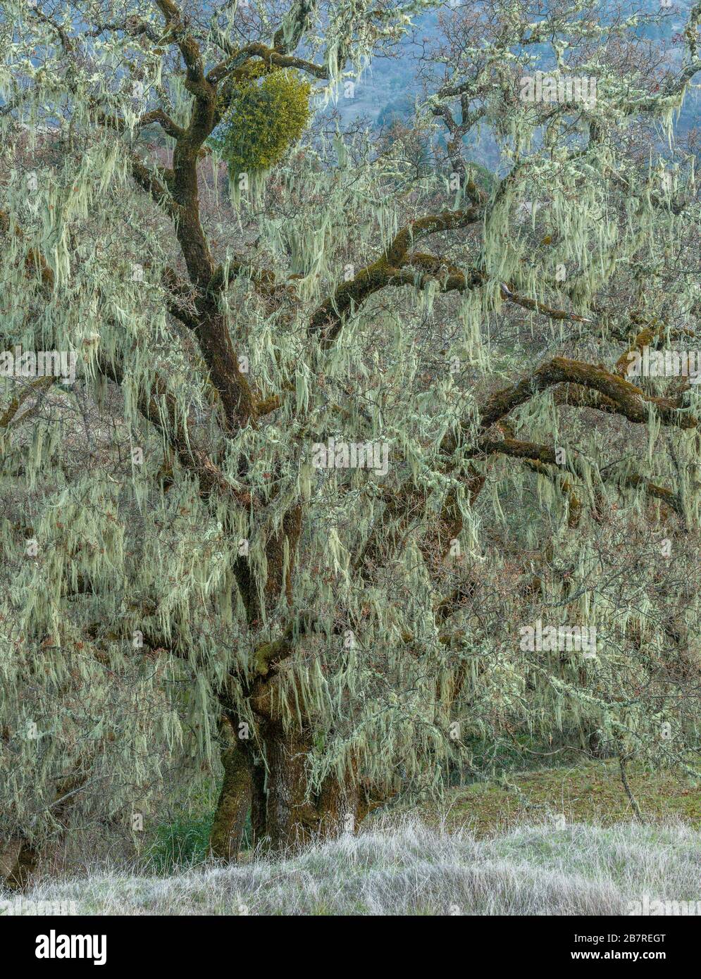 Hiver, Valley Oak, Quercus lobata, Acorn Ranch, Yorkville Highlands, Mendocino County, Californie Banque D'Images