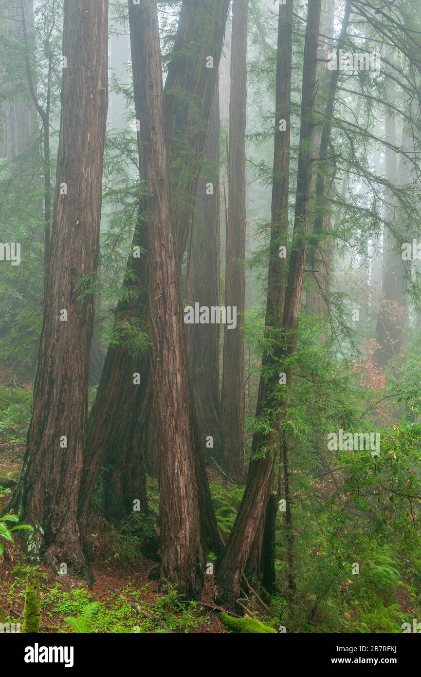 Séquoias, Sequoia sempervirens, Coastal Fog, Muir Woods National Monument, Marin County, Californie Banque D'Images