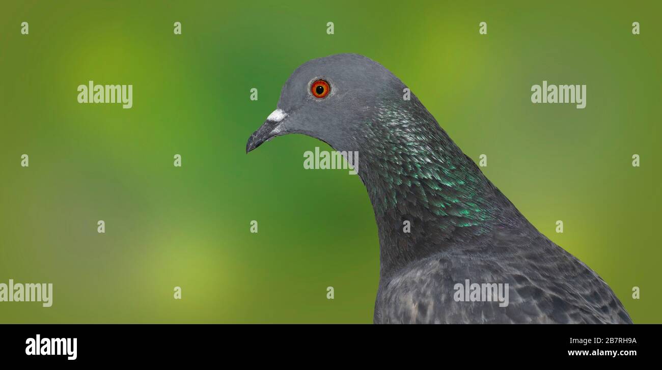 Pigeon domestique gris sur fond vert flou, vue latérale. Banque D'Images
