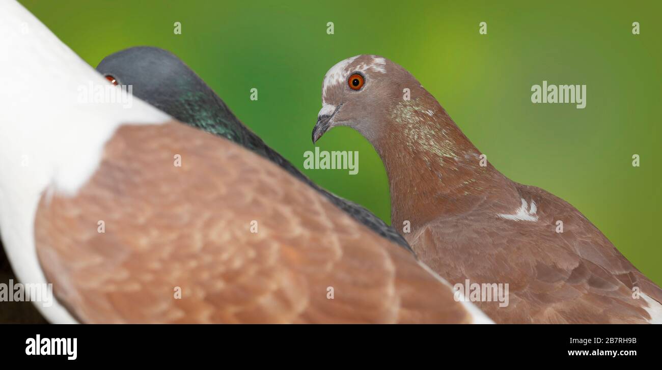 gros plan du groupe de pigeons sur un fond vert flou.vue latérale. Banque D'Images gros plan du groupe de pigeons sur un fond vert flou.vue latérale. Banque D'Images