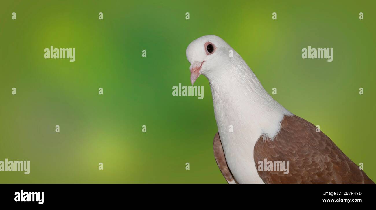 gros plan sur un arrière-plan vert flou, sur le beau pigeon brun à tête blanche. Banque D'Images gros plan sur un arrière-plan vert flou, sur le beau pigeon brun à tête blanche. Banque D'Images