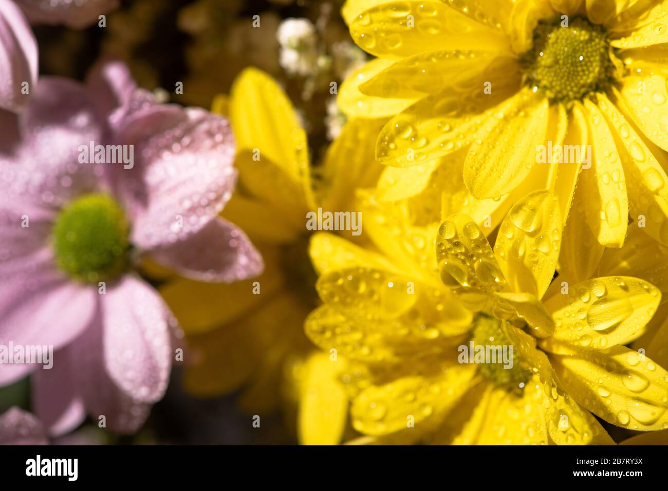 vue rapprochée des daisies jaunes et violettes avec gouttes d'eau Banque D'Images