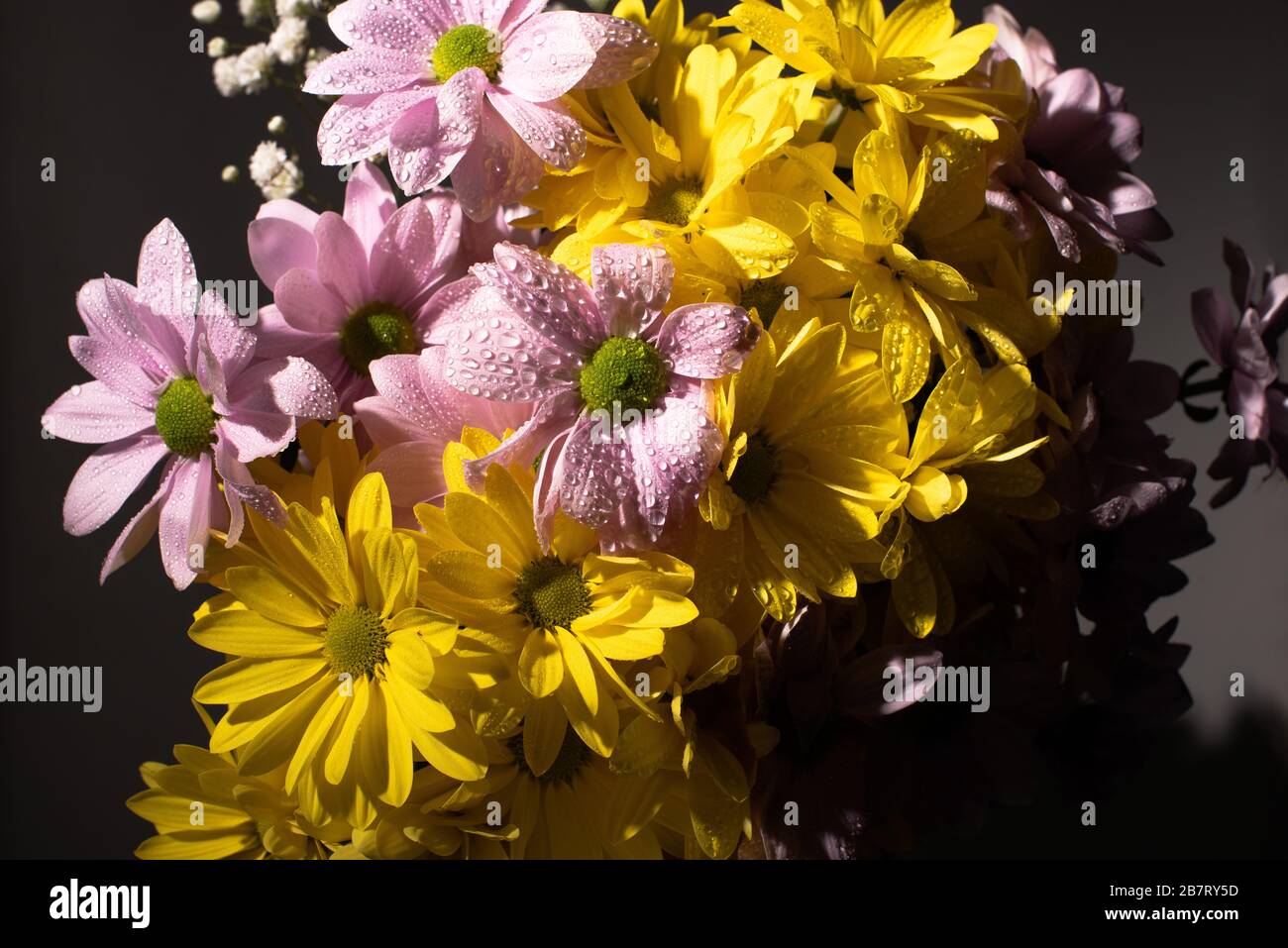 bouquet de daisies jaunes et violettes avec gouttes d'eau Banque D'Images