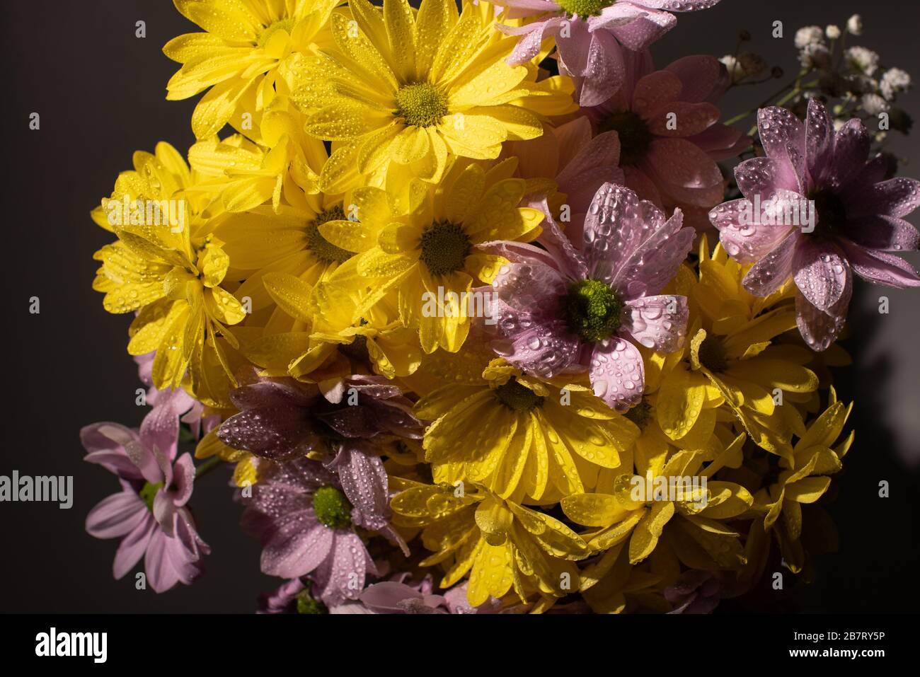 bouquet de daisies jaunes et violettes avec gouttes d'eau Banque D'Images