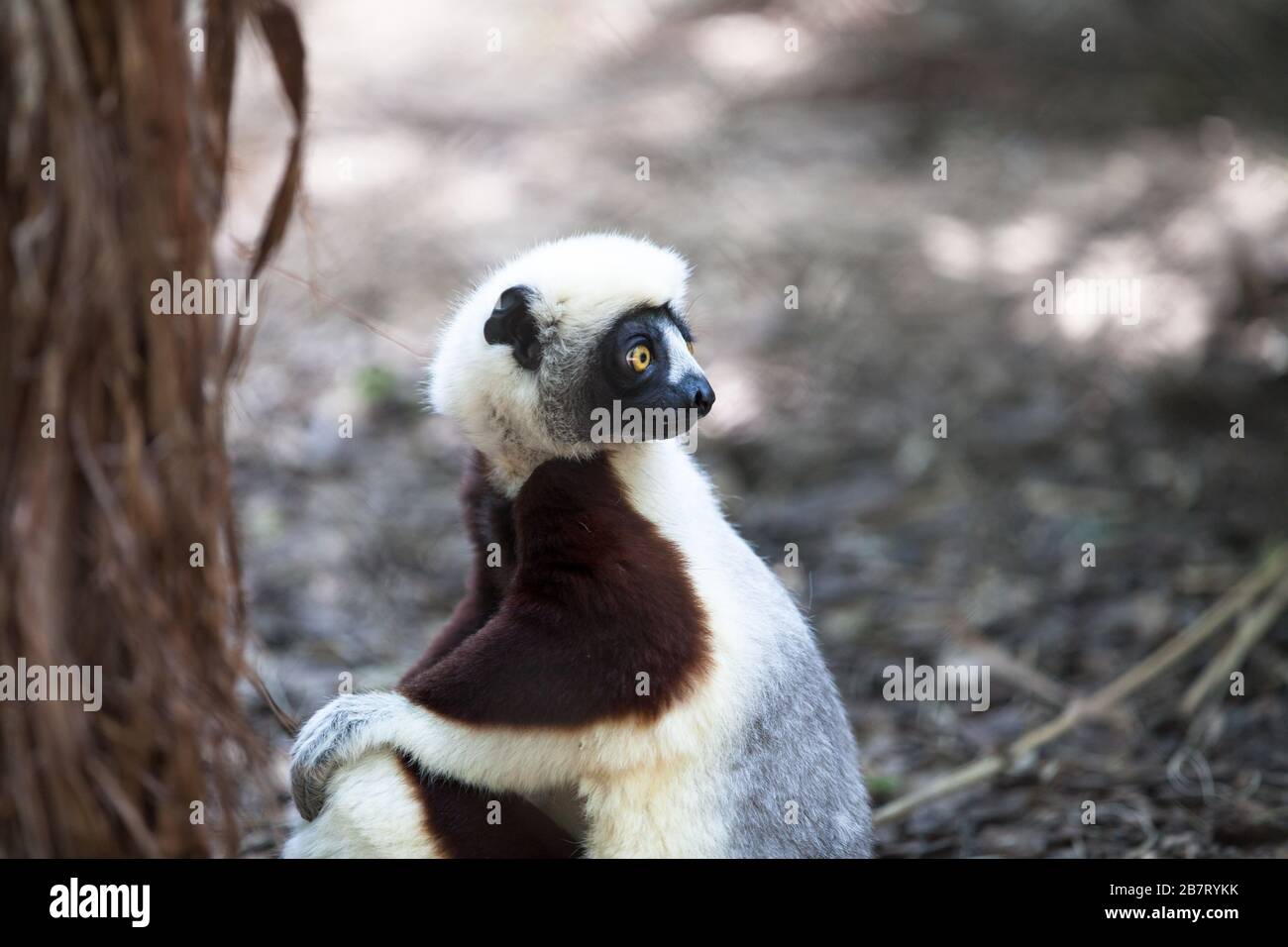 Le sifaka de Coquerel- Propitecus coquereli Banque D'Images