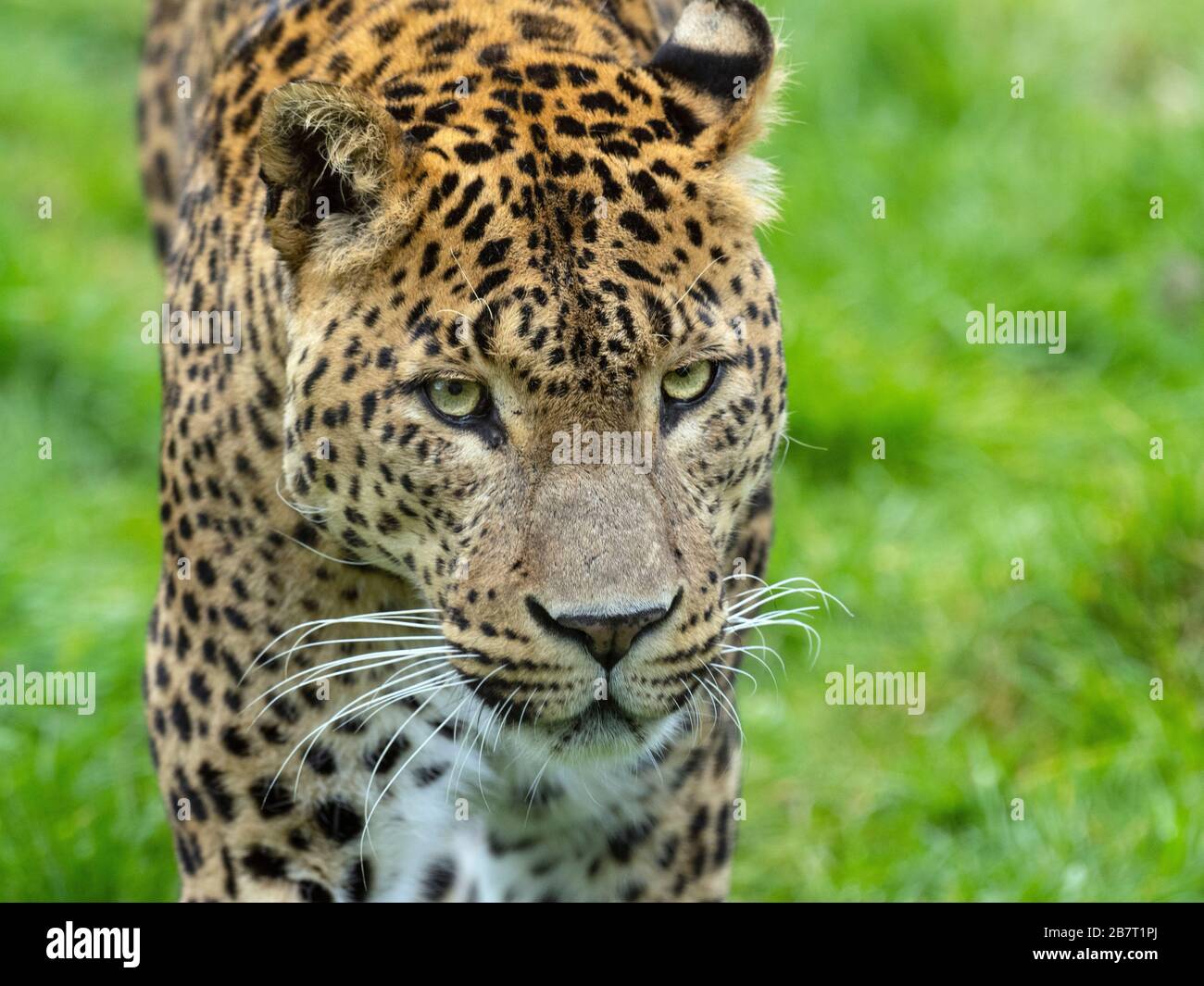 Léopard sri lankais Panthera pardus kotiya. Banque D'Images