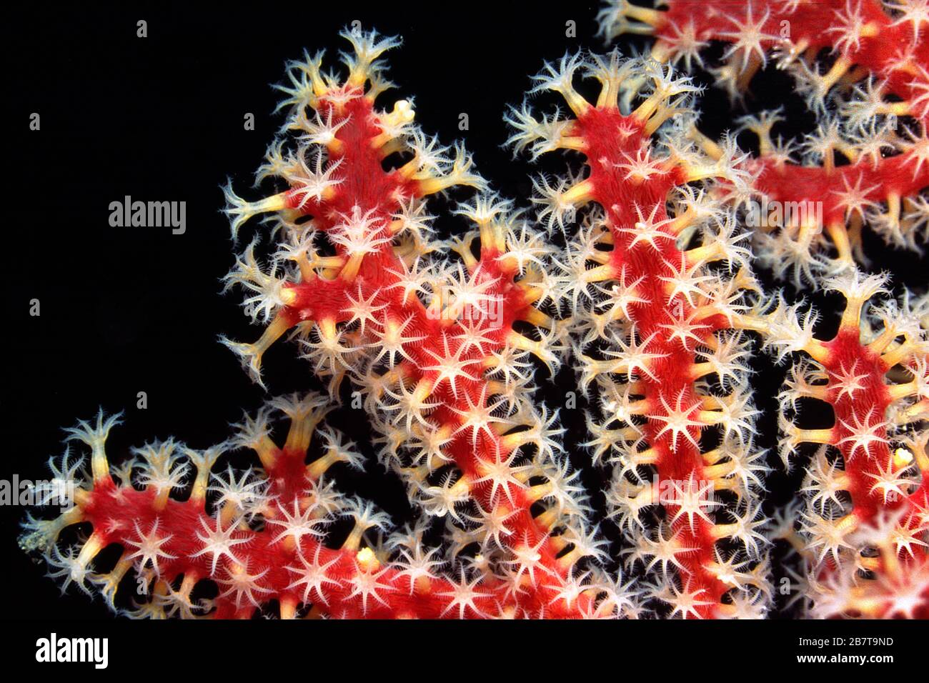 Gros plan des polypes de corail (Paraplexaura sp.), Plexauridae, Papouasie-Nouvelle-Guinée Banque D'Images