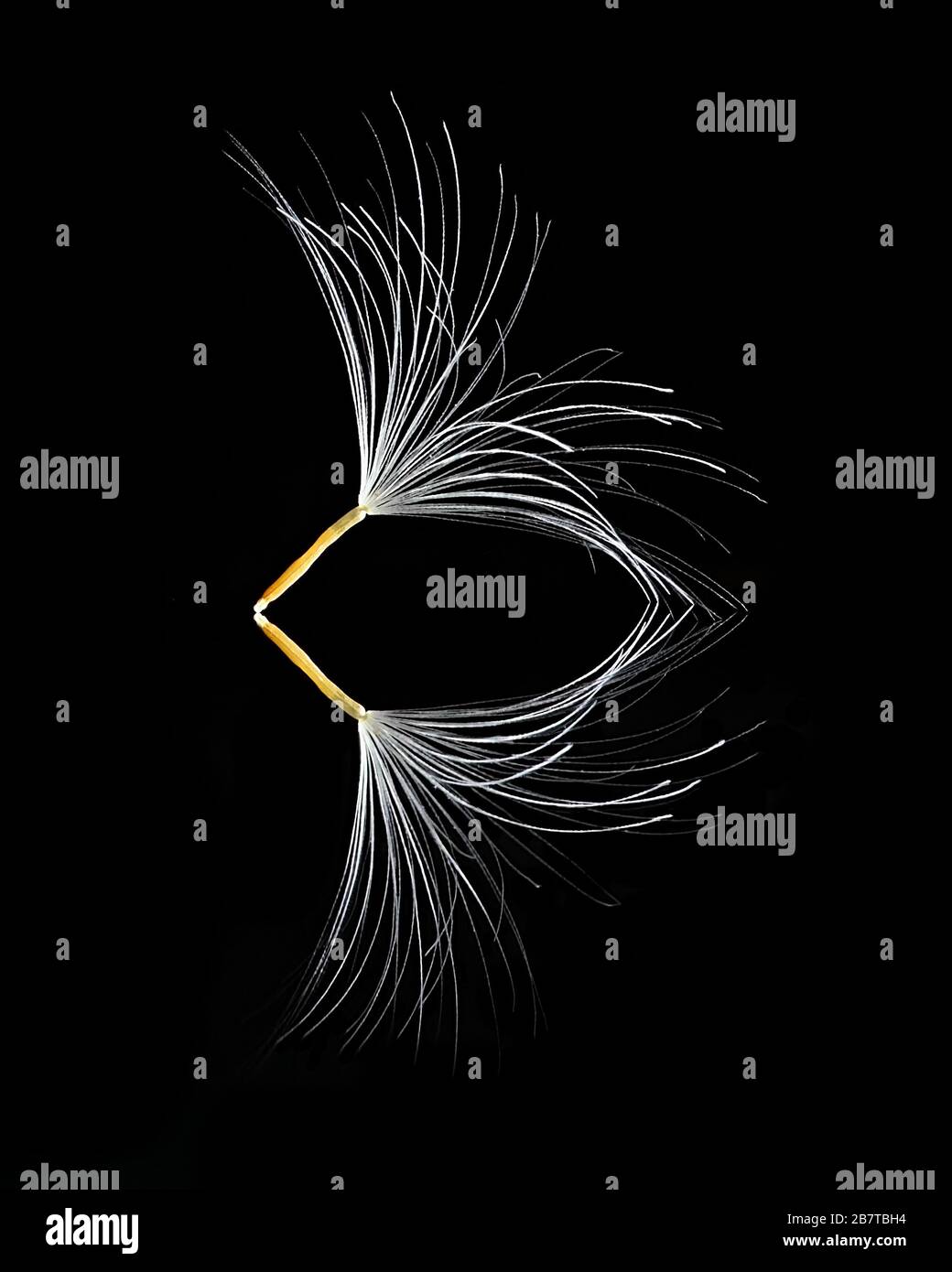 Graines de coltfoot sur fond noir, une impression minimaliste Banque D'Images