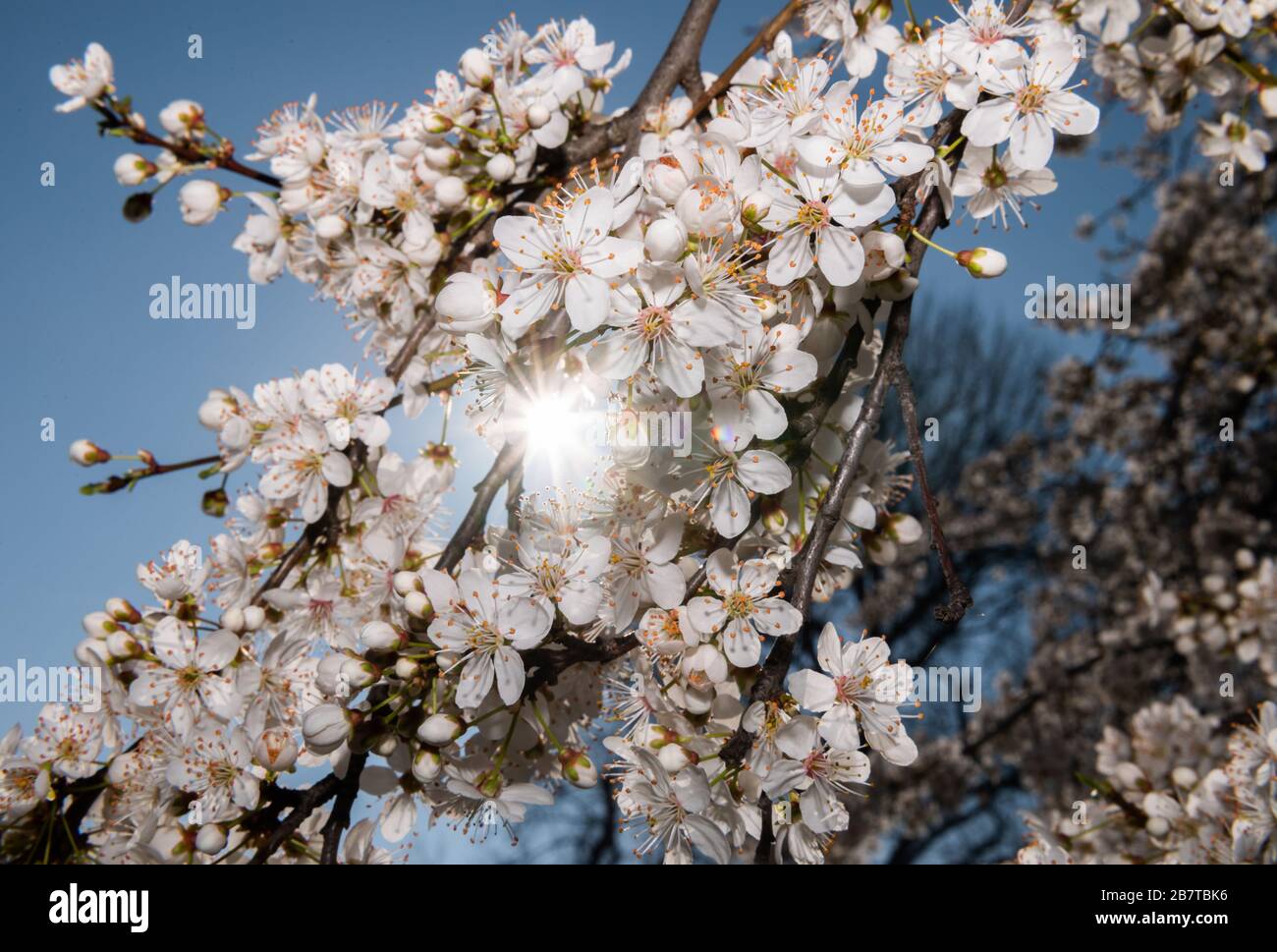 Dresde, Allemagne. 18 mars 2020. Le soleil brille à travers les fleurs d'une cerise ornementale sur les rives de l'Elbe. Crédit: Robert Michael/dpa-Zentralbild/dpa/Alay Live News Banque D'Images