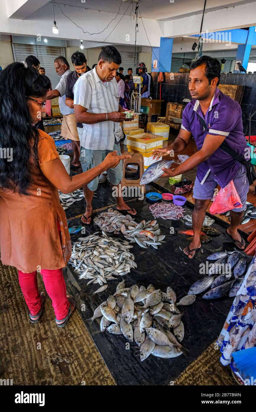 Trincomalee, Sri Lanka - Février 2020: Vendeurs de poissons sur le marché Trincomalee le 16 février 2020 à Trincomalee, Sri Lanka. Banque D'Images