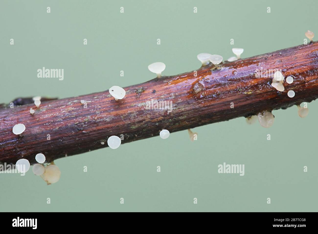 Crocicreas cyathideum, un champignon de sac de Finlande sans nom anglais commun Banque D'Images