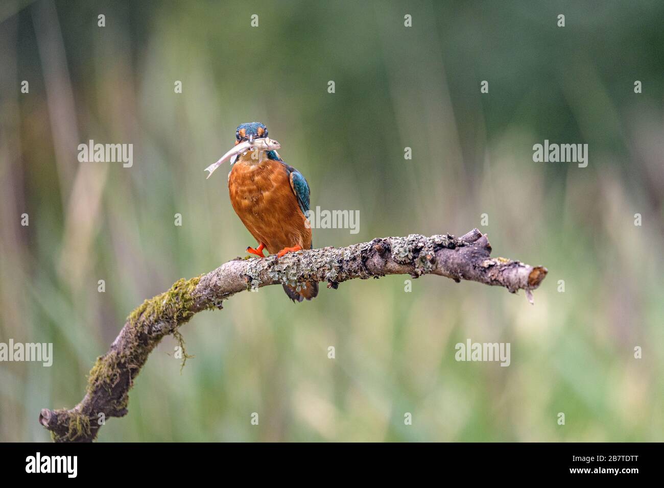 Poissons avec Kingfisher Banque D'Images