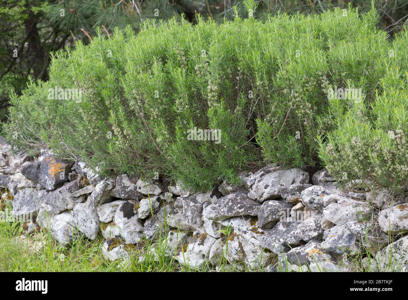 Rosmarin, Rosmarinus officinalis, Salvia rosmarinus, Rosemary, le romarin, Trockenmauer, Natursteinmauer, Mauer, Legestinmauer, mur de pierre naturel, d Banque D'Images