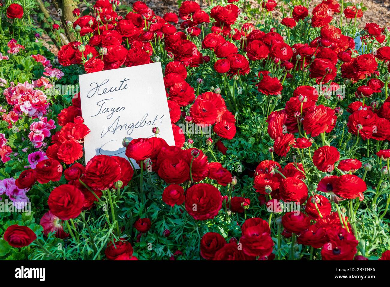 Fleurs de ranunculus rouge vif et signe blanc avec texte allemand manuscrit 'offre spéciale du jour'. Concept de printemps ou de vente, remise Banque D'Images
