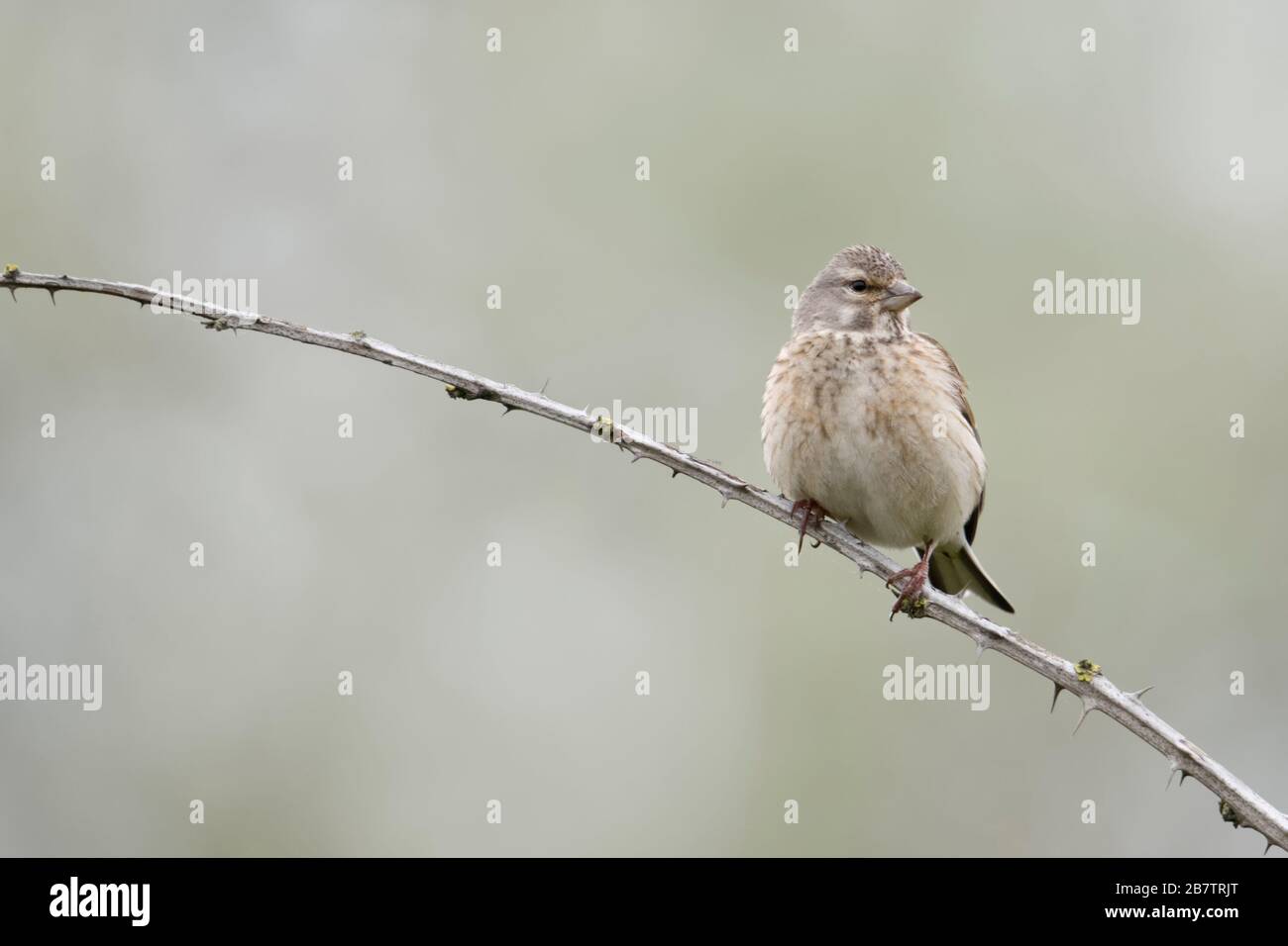 / Linnet Bluthänfling commun ( Carduelis cannabina ), femme oiseau , perché sur vrille épineux, regarder, couleurs douces, vue frontale, la faune, l'Europe. Banque D'Images