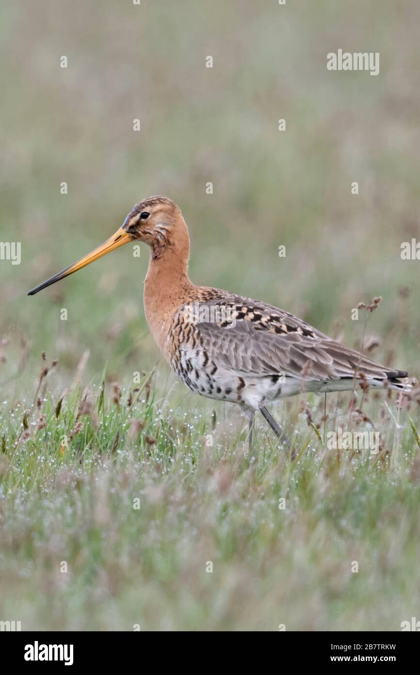 Barge à queue noire / Uferschnepfe ( Limosa limosa), adulte, échassiers, oiseaux typiques plumage nuptial, se promenant dans une prairie humide, de la faune, de l'Europe. Banque D'Images