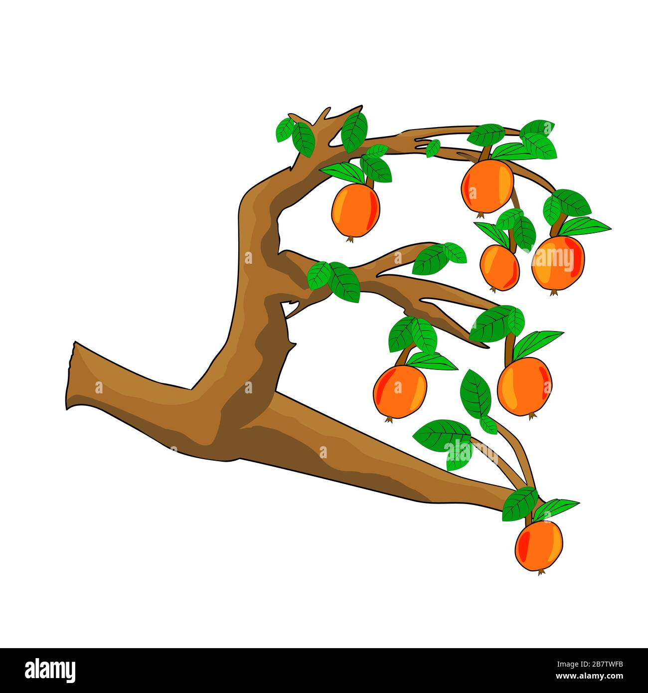 Pommes sur branche d'arbre avec feuilles vertes isolées sur fond blanc. Dessin de style dessin animé de fruits suspendus sur des branches. Illustration vectorielle de stock Illustration de Vecteur